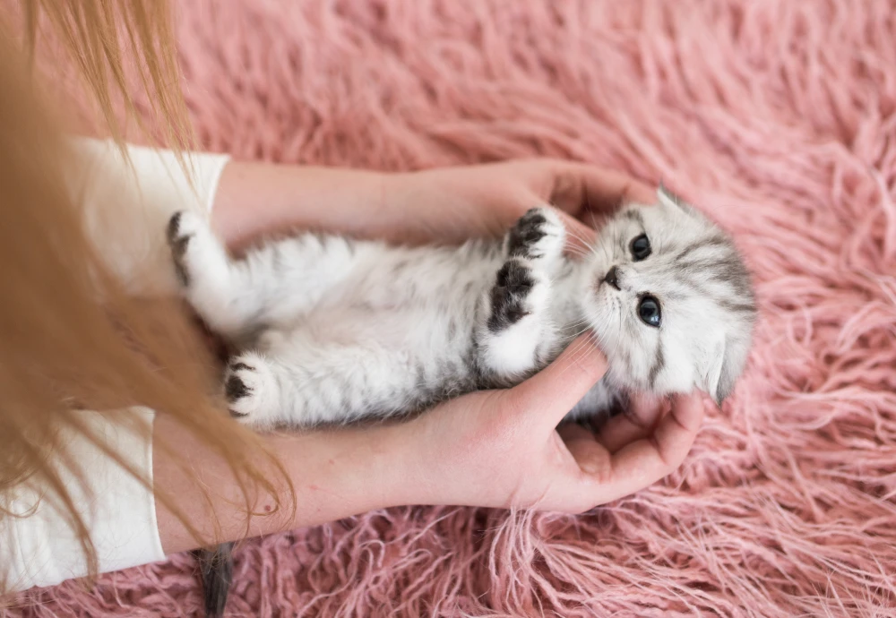 best in home cameras for pets